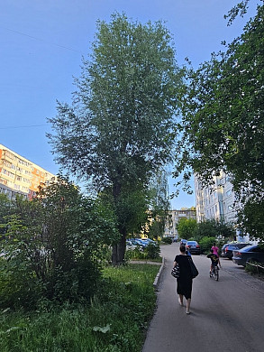 В Иванове два детских сада и строительный кооператив выиграли гранты на обрезку деревьев
